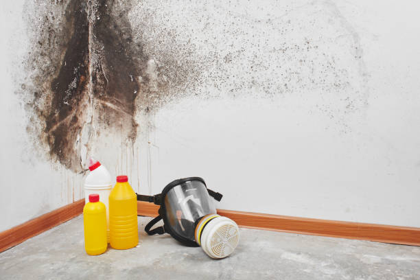 Best Fast Mold Removal  in Raymondville, TX
