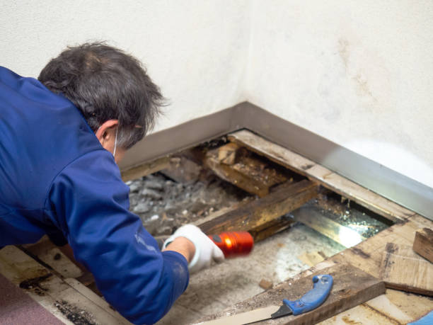 Best Mold Cleaning Services  in Raymondville, TX