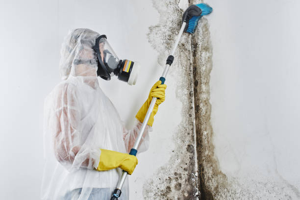 Best Mold Testing  in Raymondville, TX