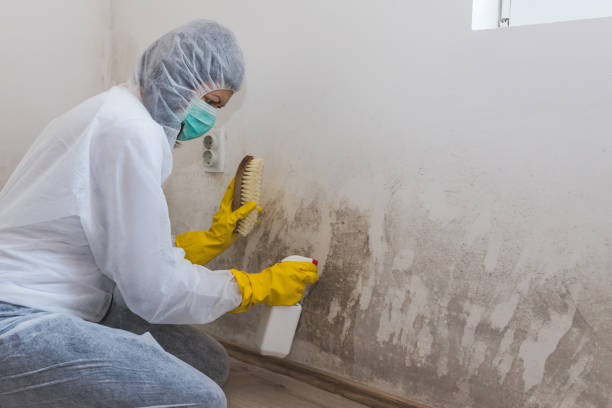 Best Commercial Mold Removal  in Raymondville, TX