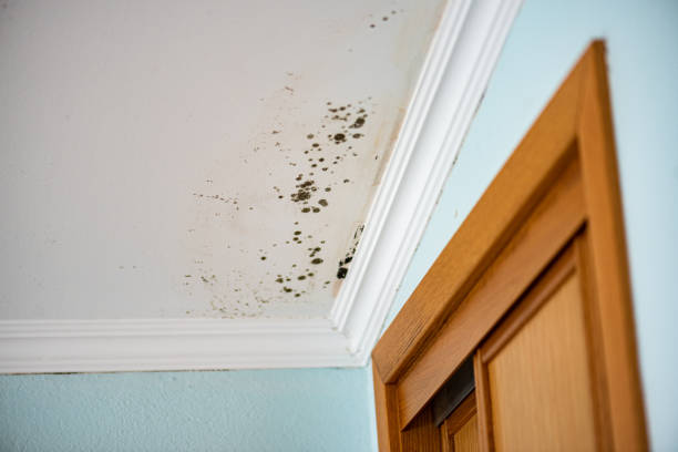 Best Mold Removal Company Near Me  in Raymondville, TX