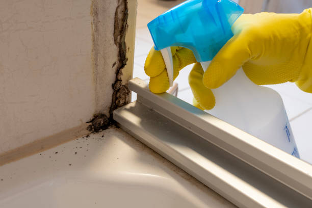 Best Affordable Mold Removal  in Raymondville, TX