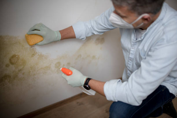 Trusted Raymondville, TX Mold Removal Experts