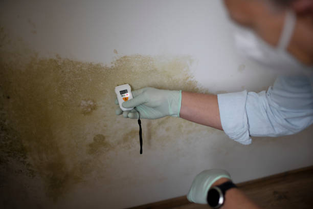 Best Best Mold Removal Companies  in Raymondville, TX