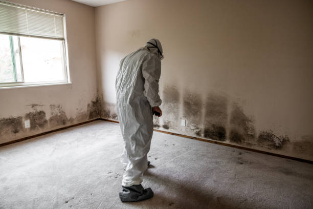 Best Same-Day Mold Removal  in Raymondville, TX