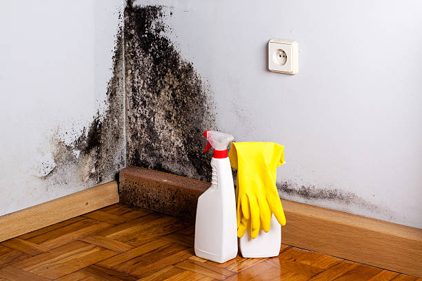 Best Certified Mold Removal  in Raymondville, TX