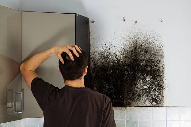 Best Mold Remediation  in Raymondville, TX