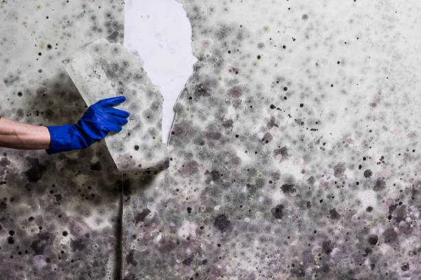 Best Mold Damage Repair  in Raymondville, TX
