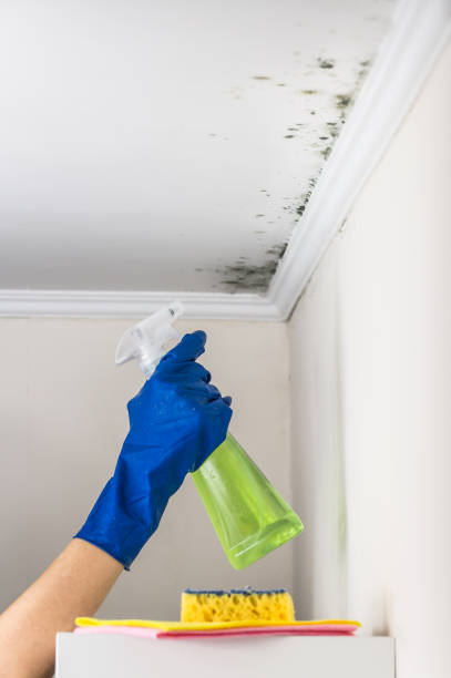 Best Residential Mold Removal  in Raymondville, TX