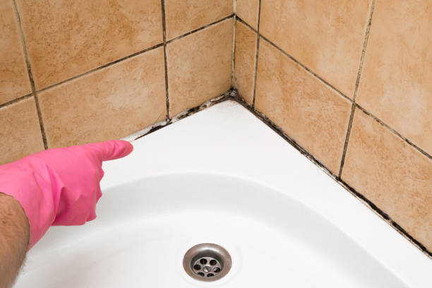 Best Office Mold Removal Services  in Raymondville, TX