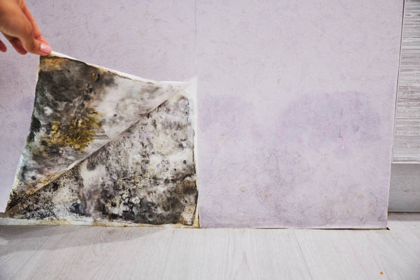 Best Office Mold Removal Services  in Raymondville, TX